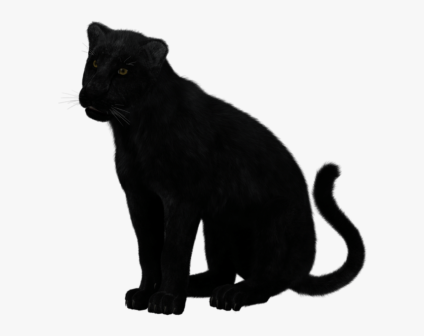 Black Panther Sitting - Transparent Black Panther Animal, HD Png Download -  kindpng