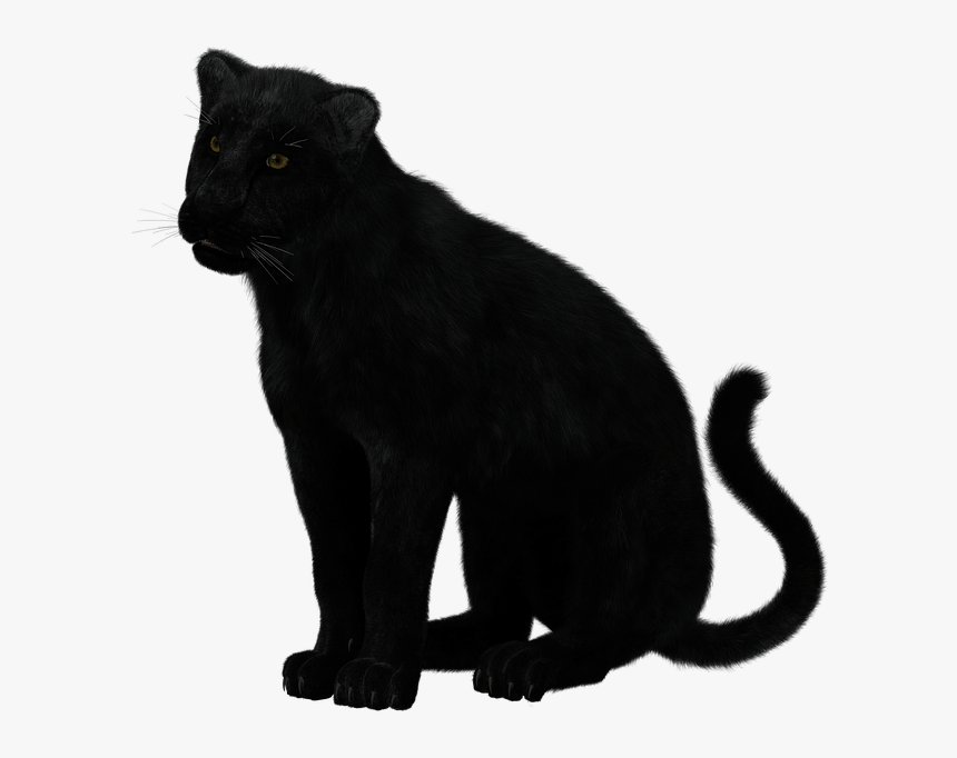 Black Panther Sitting - Transparent Black Panther Animal, HD Png Download, Free Download