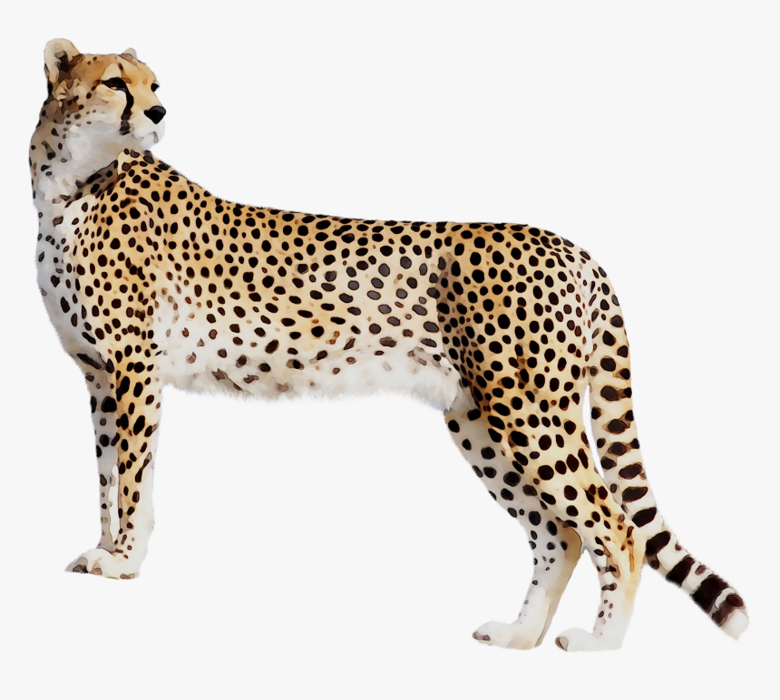 Transparent Cheetah Png - Cheetah High Quality, Png Download, Free Download