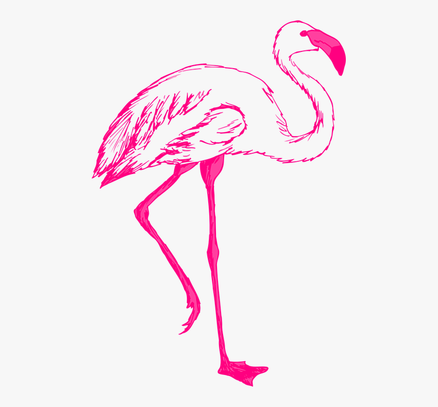 Pink, Bird, Wings, Flamingo, Long, Neck, Legs, Feathers - Clip Art Flamingo Transparent Background, HD Png Download, Free Download