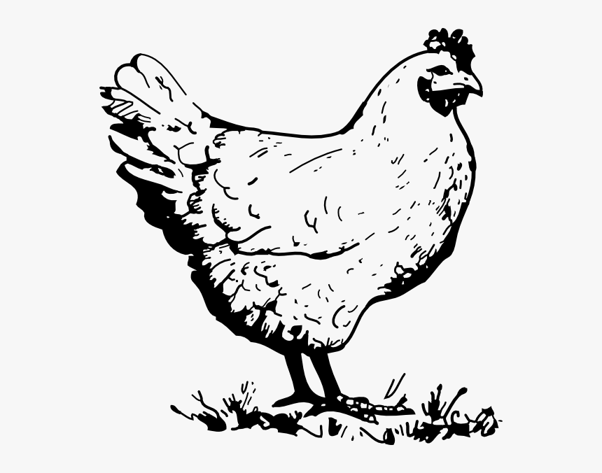 Clip Art Black And White Chicken, HD Png Download, Free Download