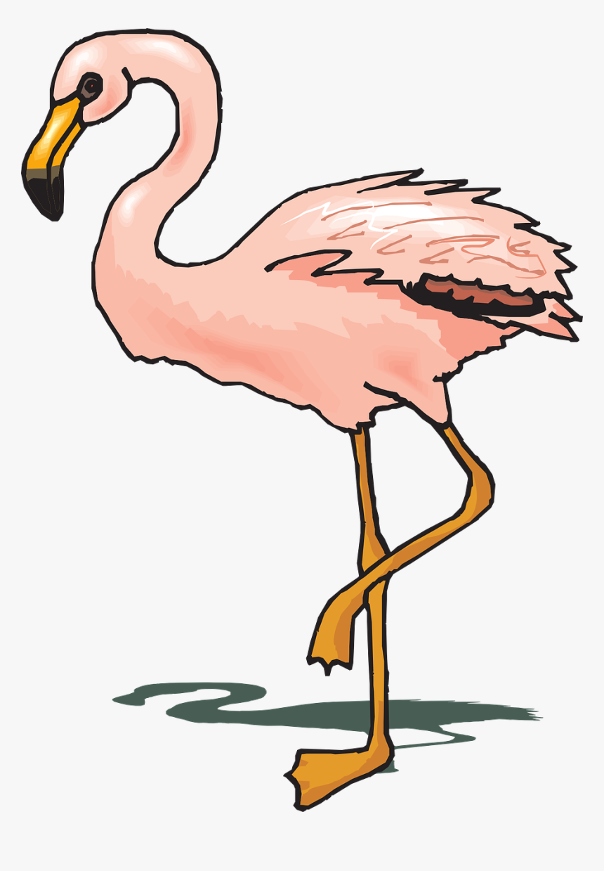 Bird, Flamingo, Shadow, Pink, Wings, Standing, Feathers - Warna Burung Flamingo, HD Png Download, Free Download