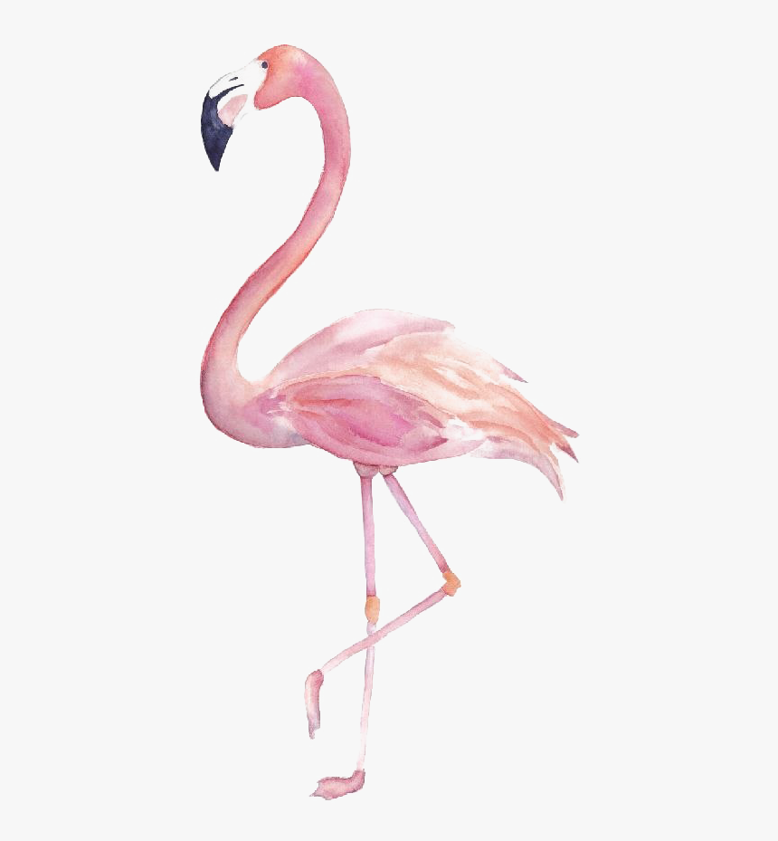 Flamingo,bird,greater Flamingo,pink,water - Transparent Background Flamingo Clipart, HD Png Download, Free Download
