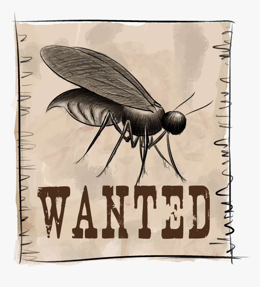 Net-winged Insects, HD Png Download, Free Download