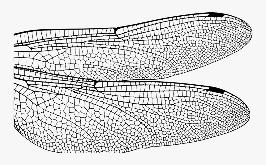 Matamoscas Casero De Vinagre De Manzana - Dragonfly Wing Close Up, HD Png Download, Free Download