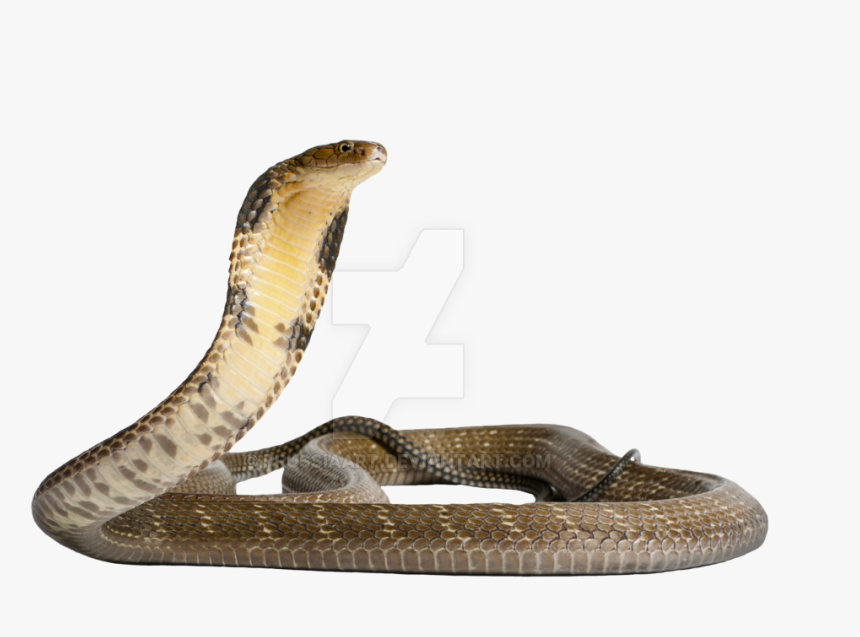 King Cobra Png Free Download - Snake King Cobra Png, Transparent Png, Free Download