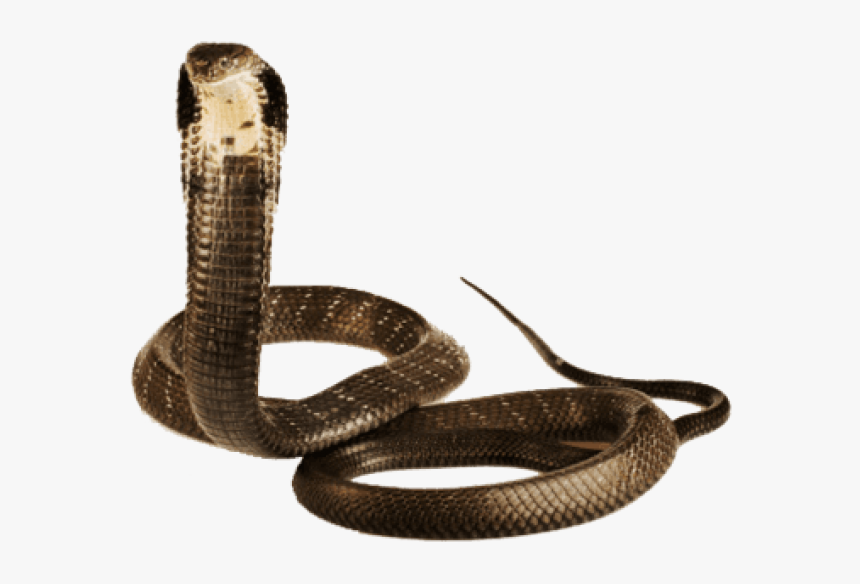 Cobra Snake, HD Png Download, Free Download