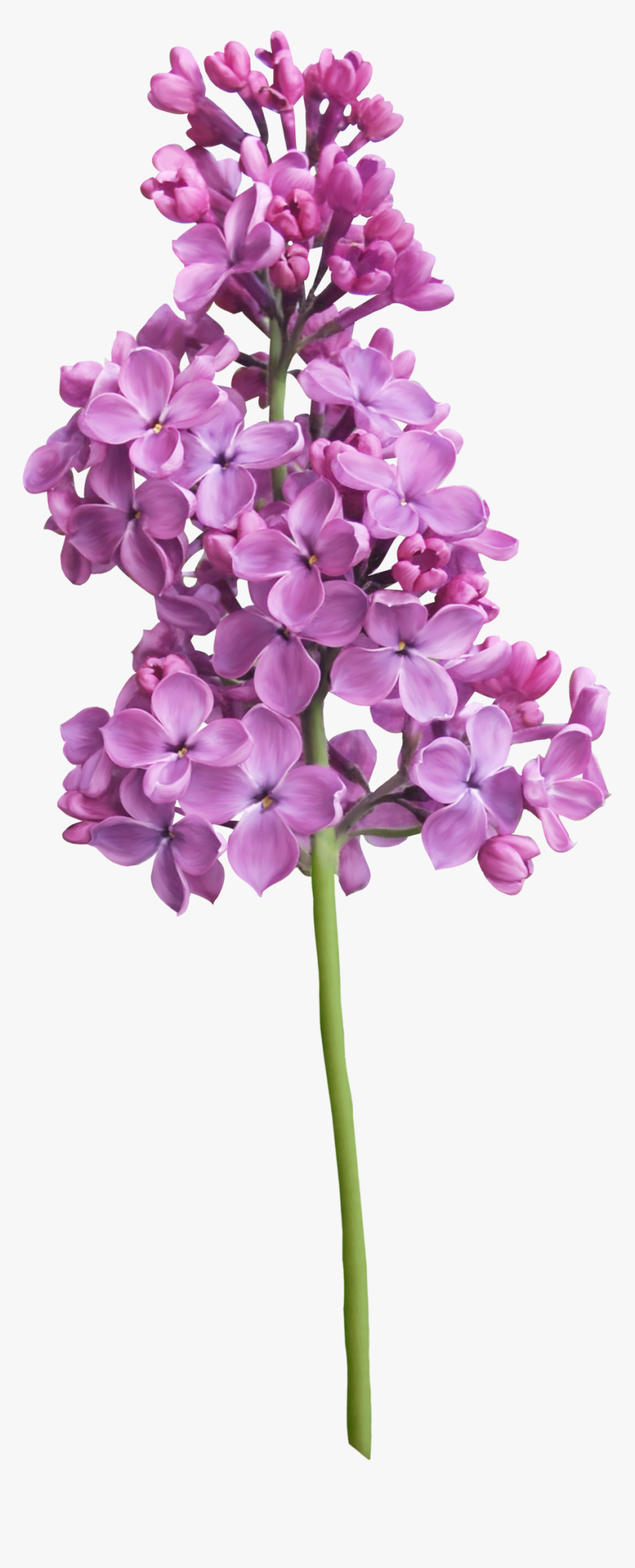 Purple Lilac Flower - Lilac, HD Png Download, Free Download