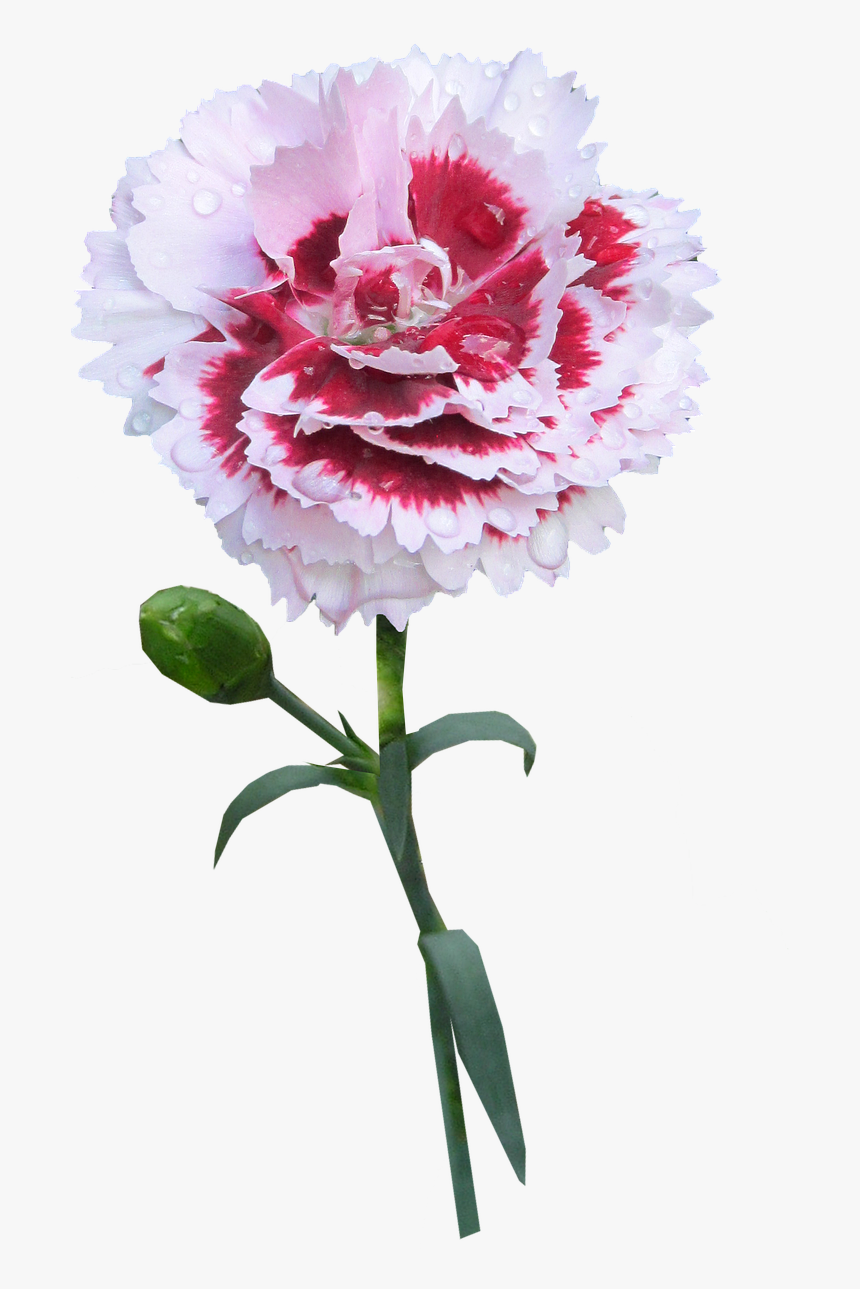 Transparent Carnation Png - Garofano Png, Png Download, Free Download