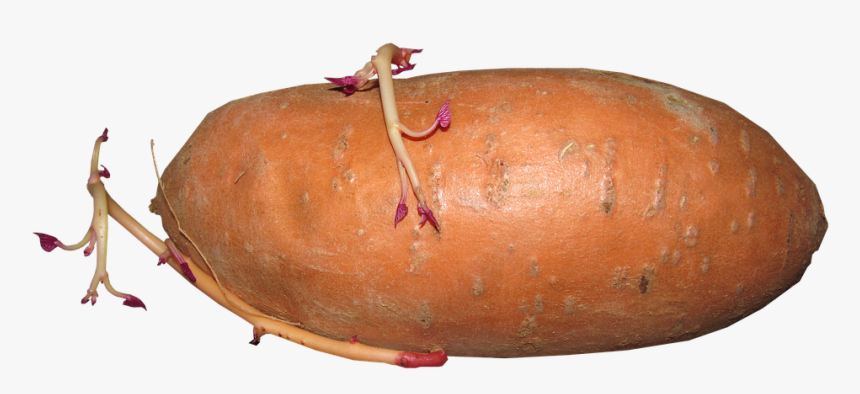 Sweet Potato, Vegetable, Growing, Shooting, Food - Gourd, HD Png Download, Free Download