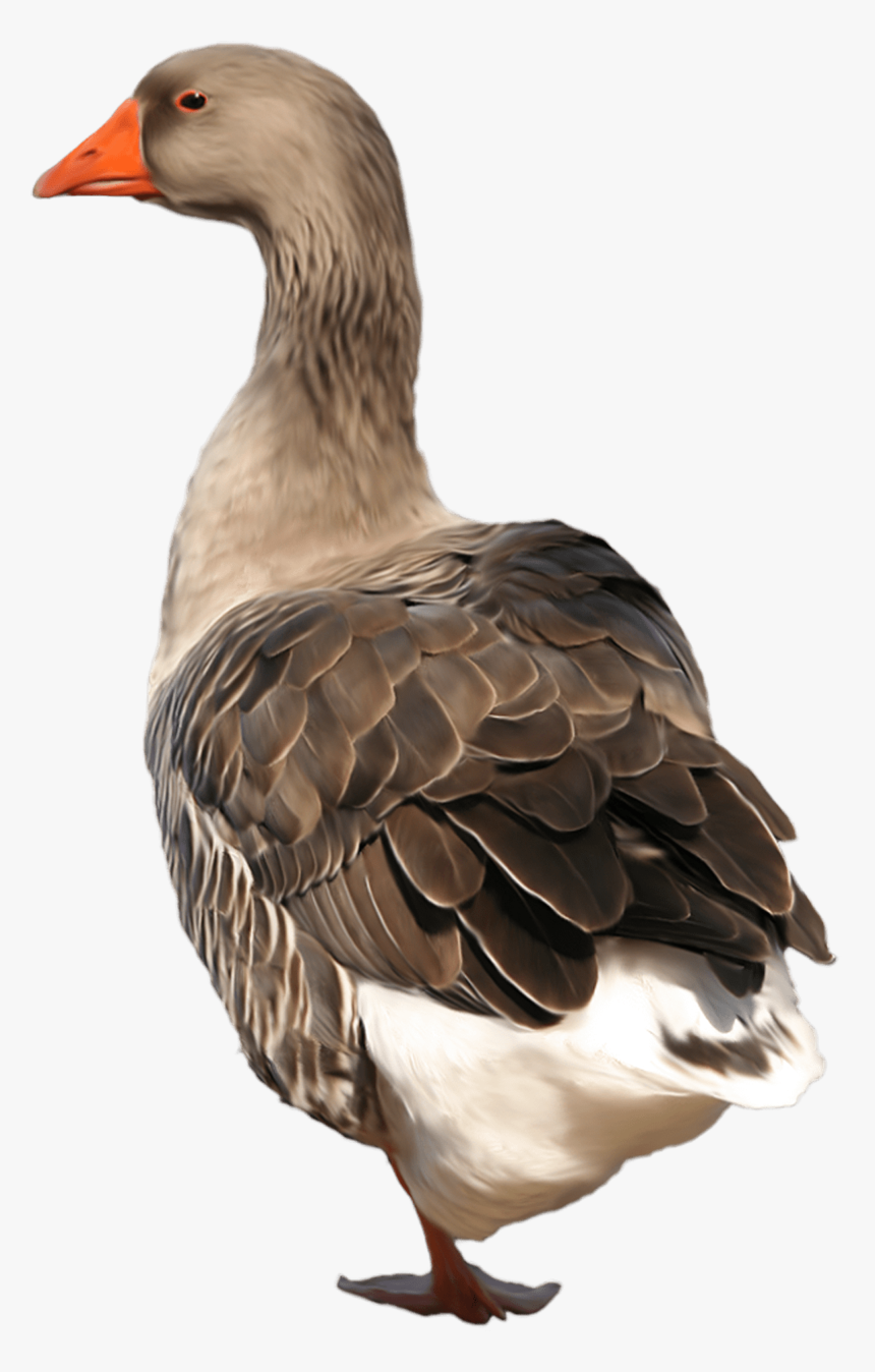 Goose , Png Download - Goose Png, Transparent Png, Free Download