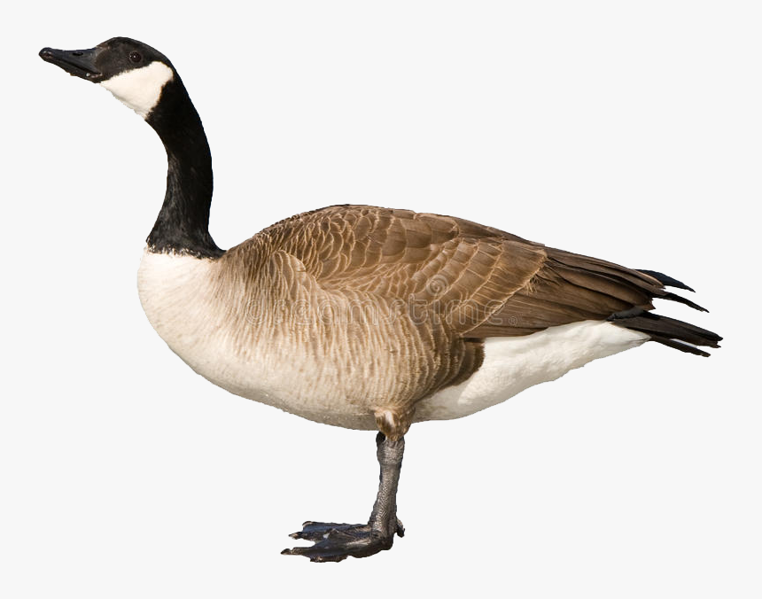 Goose Free Png Images - Canadian Goose Clipart, Transparent Png, Free Download