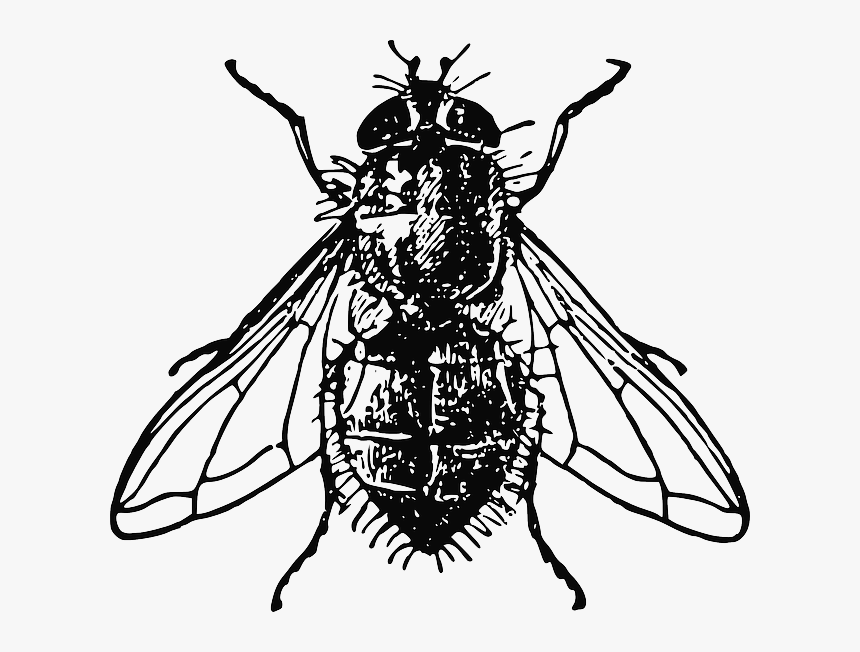 Animals, House, Black, Drawing, White, Cartoon, Bugs - Fly In Black And White, HD Png Download, Free Download