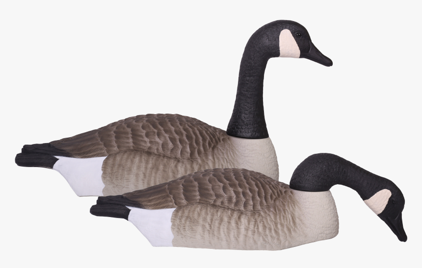 Transparent Canada Goose Clipart - Canadian Goose Decoy, HD Png Download, Free Download