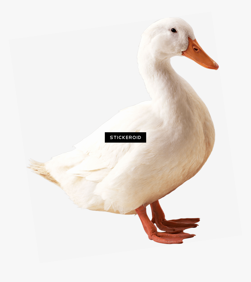 Goose Transparent Bird Side View - 鸭子 图片, HD Png Download, Free Download