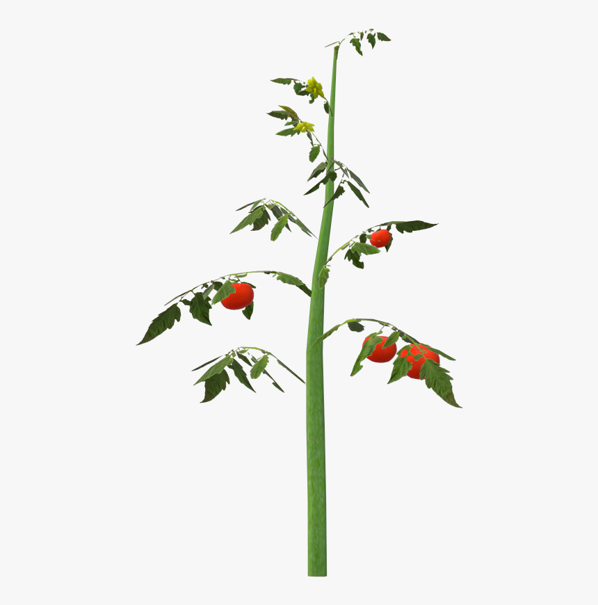 Rosa Glauca, HD Png Download, Free Download