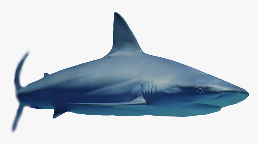 Great White Shark , Png Download - Great White Shark, Transparent Png, Free Download