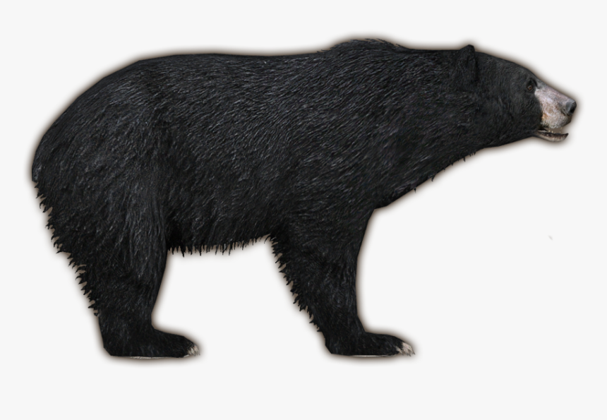 American Black Bear Png Free Image Download - Zt2 Black Bear, Transparent Png, Free Download