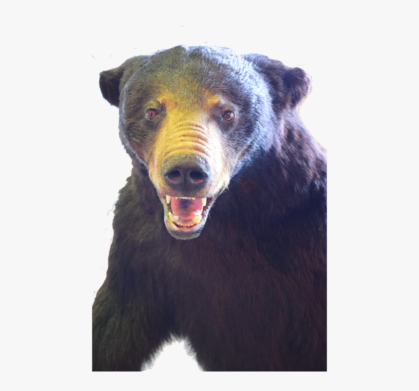 Black Bear Full Mount Bb01 - Sun Bear, HD Png Download, Free Download