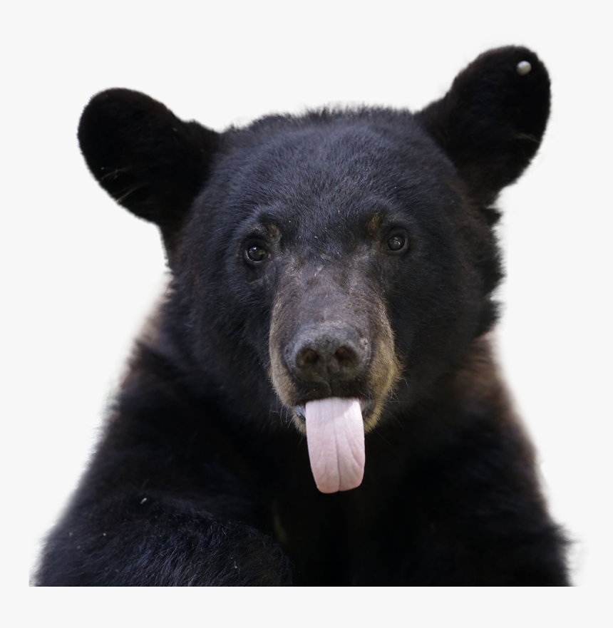 Black Bear Png, Transparent Png, Free Download