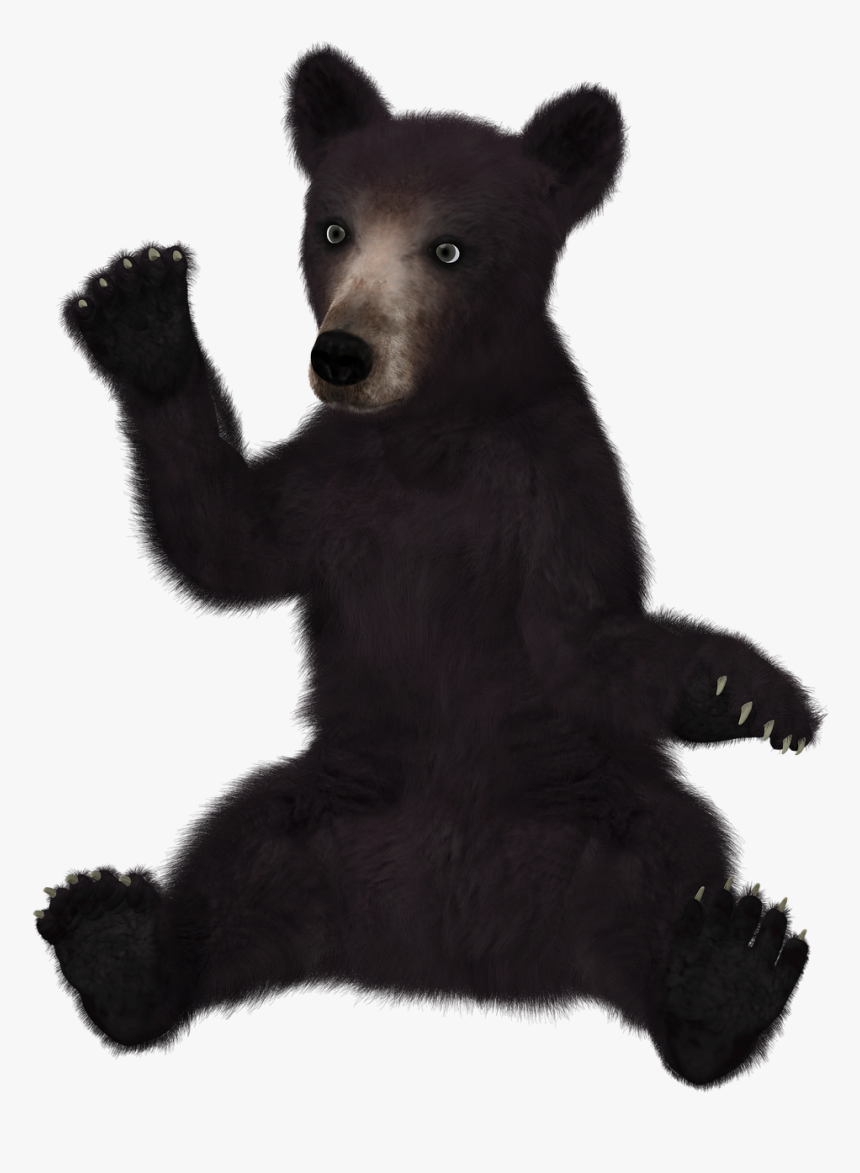 Black Bear White Background, HD Png Download, Free Download