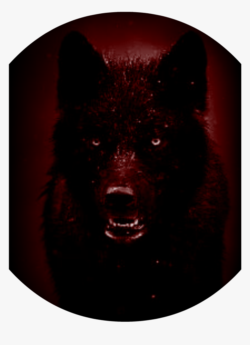 American Black Bear , Png Download - American Black Bear, Transparent Png, Free Download