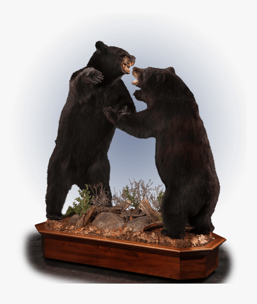 Two Fighting Black Bears Taxidermy - American Black Bear, HD Png Download, Free Download