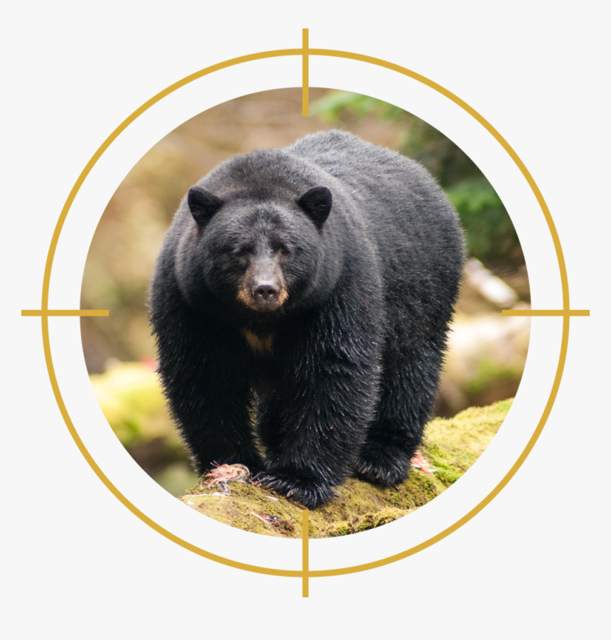 Conservation Officers Killed 1,872 Black Bears Between - American Black Bear, HD Png Download, Free Download