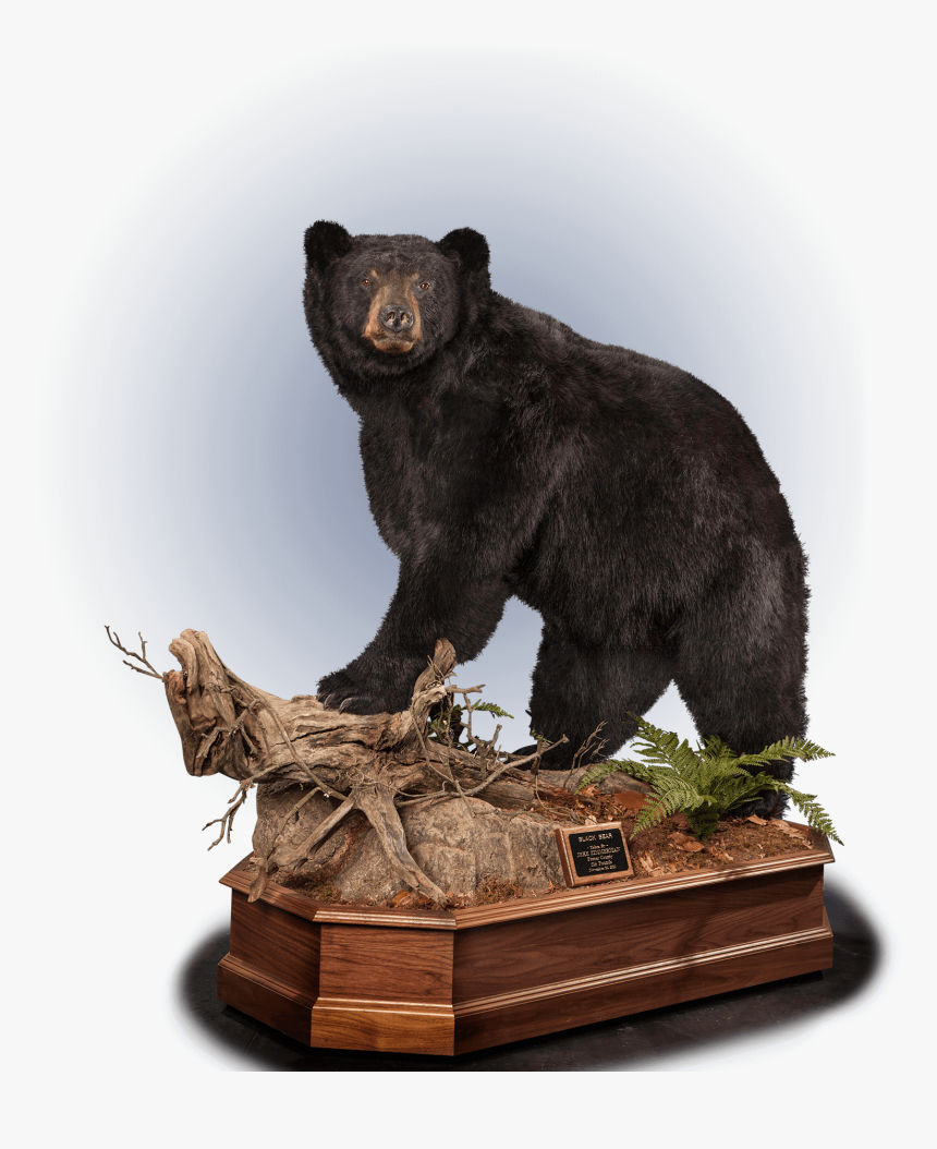 Black Bear Taxidermy - Statue, HD Png Download, Free Download