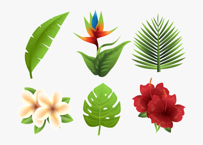 Tropics Euclidean Vector Flower - Tropical Plants Free Png, Transparent Png, Free Download