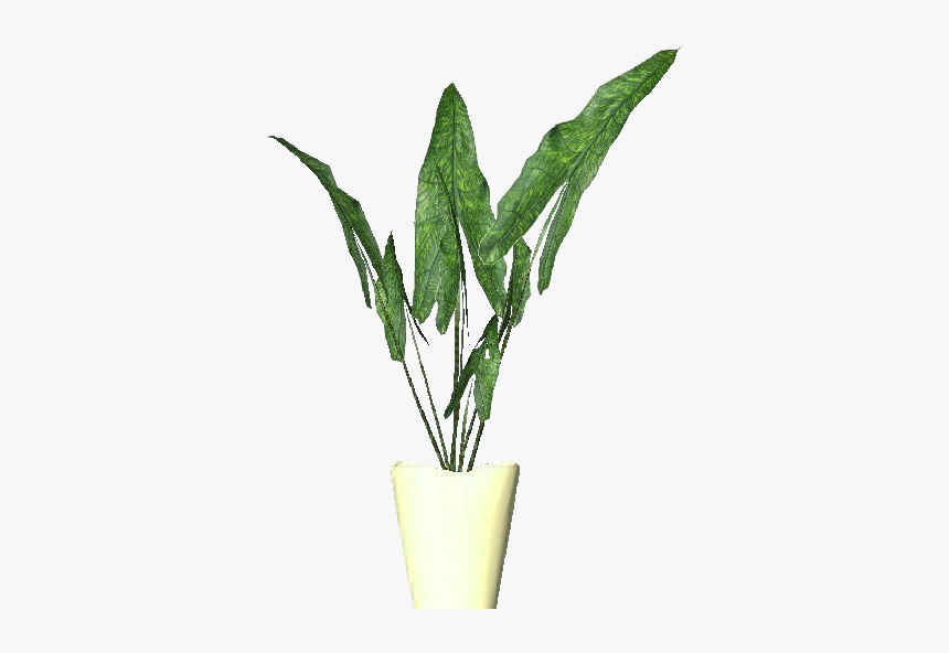 3d Flowers - Alocasia Zebrina - Acca Software - Ver Planta Zebrina, HD Png Download, Free Download