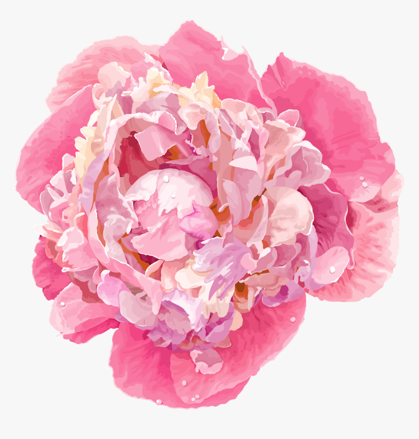 Cartoon Peony , Png Download - Free Watercolor Peonies Vector, Transparent Png, Free Download
