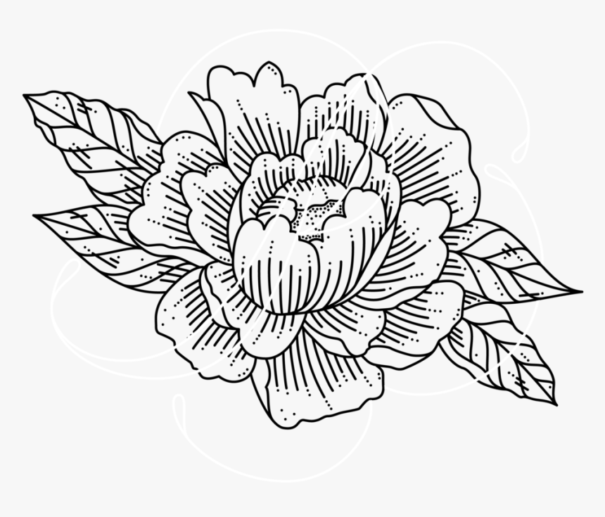 Peony - Sunflower, HD Png Download, Free Download