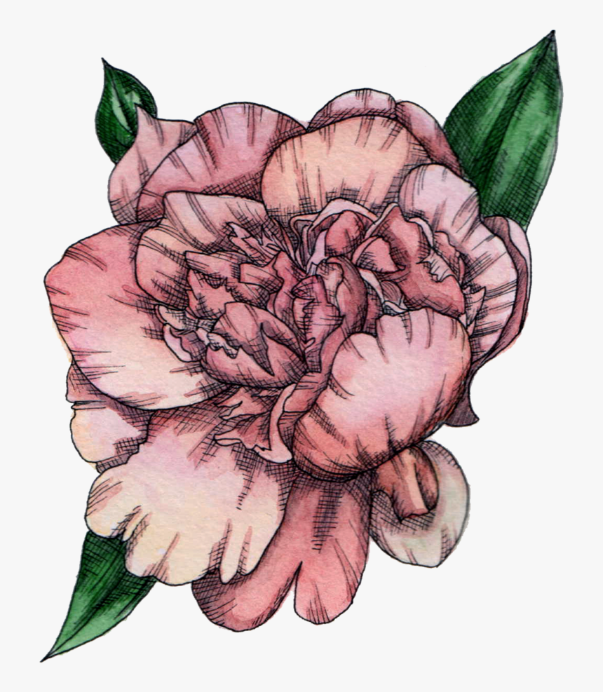 Peony, HD Png Download, Free Download