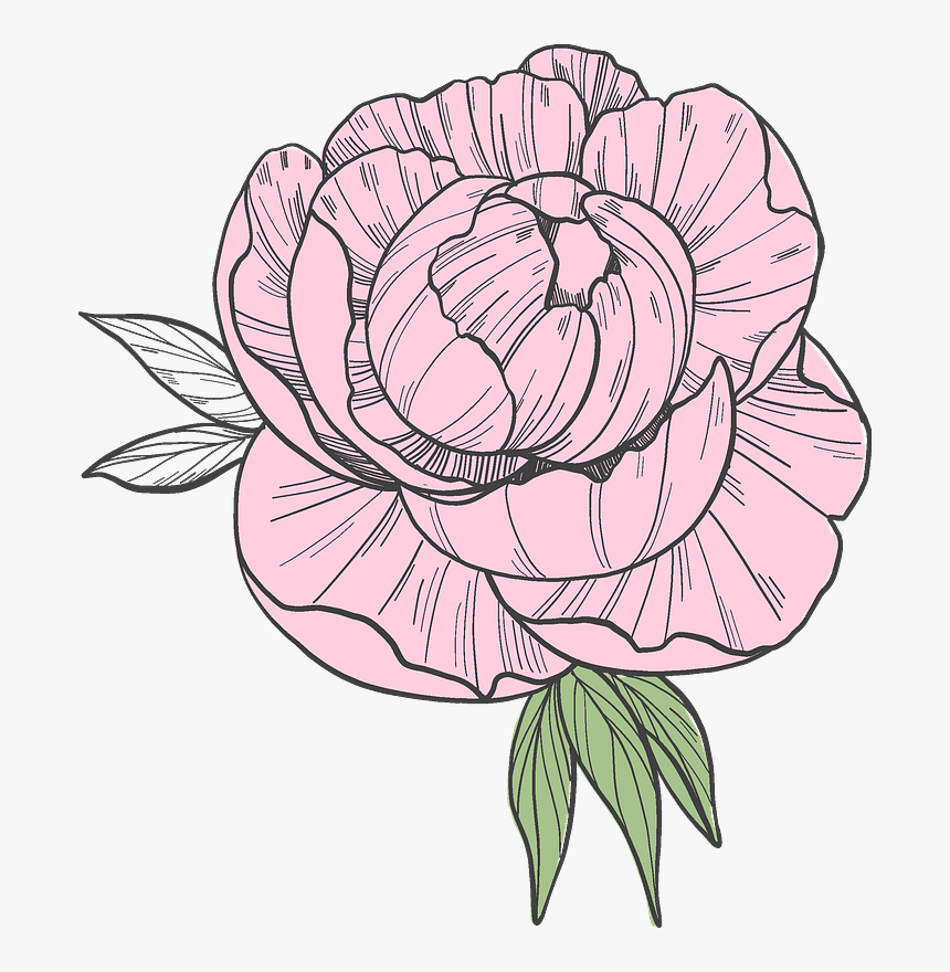 Peony Clipart - Persian Buttercup, HD Png Download, Free Download