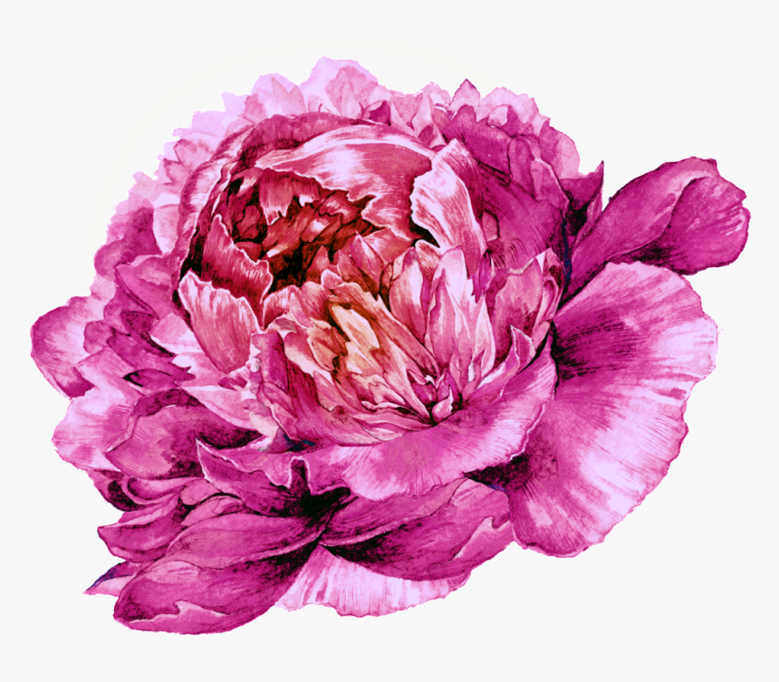 This Graphics Is Peony Vector About Pink, Peony, Exquisite, - Common Peony, HD Png Download, Free Download