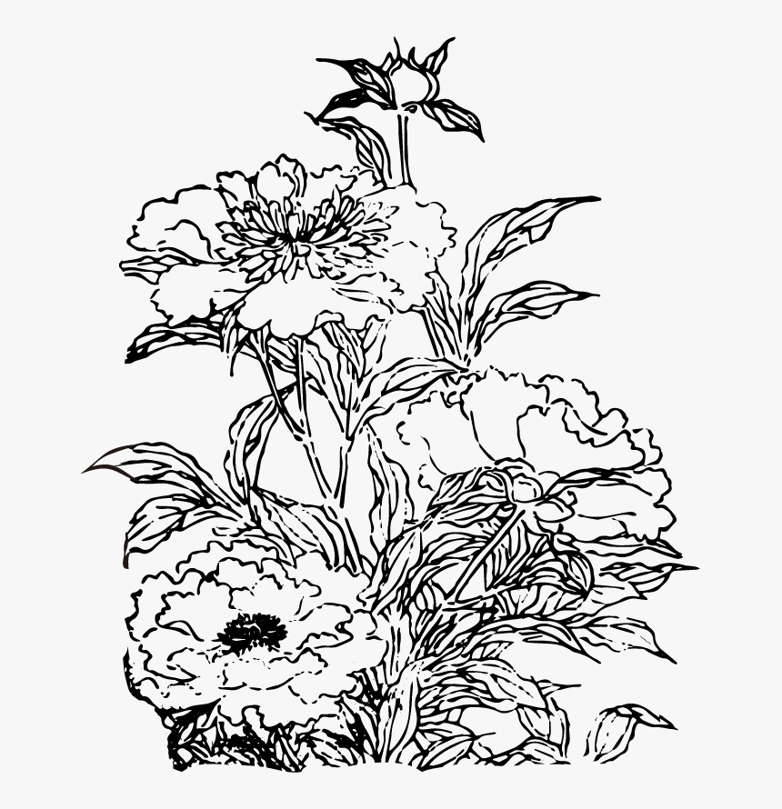 Free Image Of Flower Chinese Peony - Chrysanths, HD Png Download, Free Download