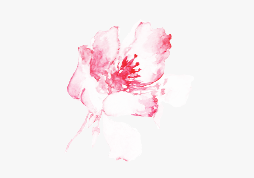 Peony - Lily, HD Png Download, Free Download