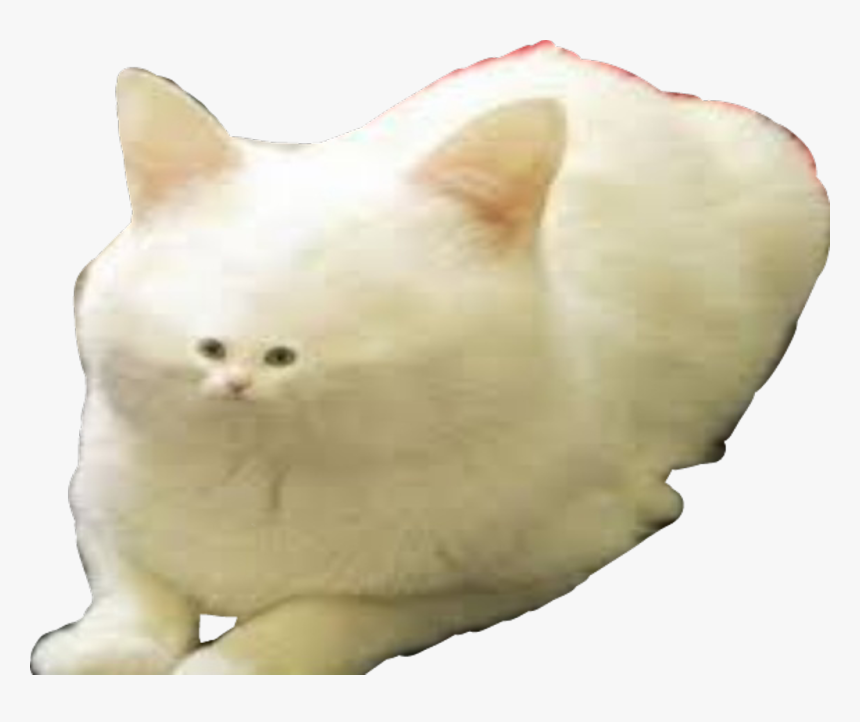 #dank #memes #meme #white #fur #cat - Worm On String Png, Transparent Png, Free Download