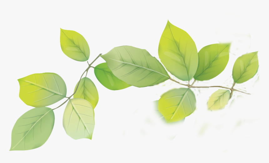 Leafs Png , Png Download - Twig, Transparent Png, Free Download