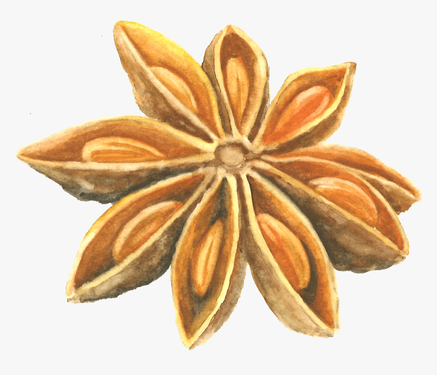 Anise Seed - Sketch, HD Png Download, Free Download
