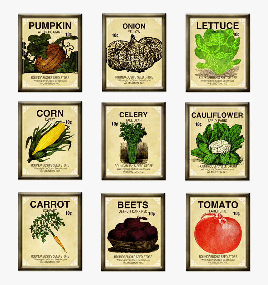 Fascinating Vegetable Garden Seeds Charming Ideas Seed - Vegetable Seeds Clipart Free, HD Png Download, Free Download