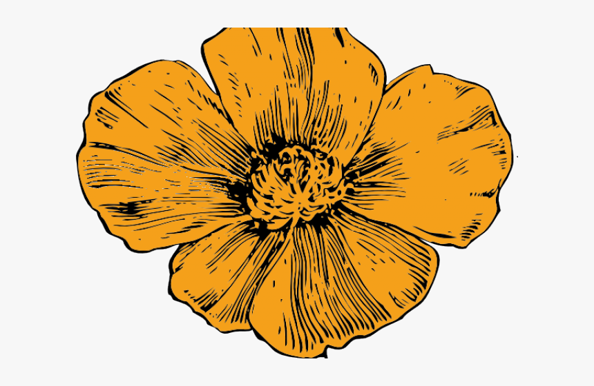 California Poppy Flower Drawing , Png Download - California Poppy Illustration, Transparent Png, Free Download