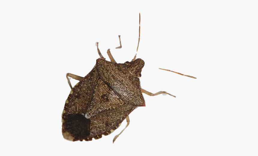 True Bug Insect - Stink Bug Transparent Background, HD Png Download, Free Download