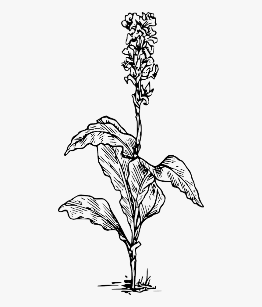 Free Png Download Canna Indica Flower Drawing Png Images - Plant Png Black And White, Transparent Png, Free Download