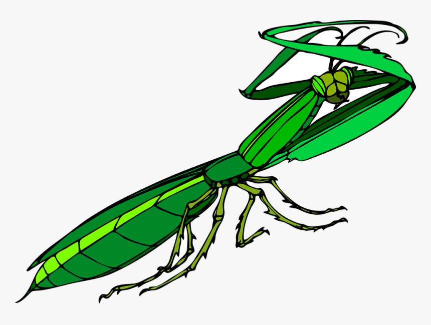 Animated Praying Mantis Png, Transparent Png, Free Download