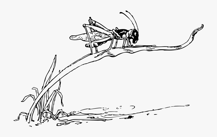 Grasshopper On Blade Of Grass - Draw Grasshopper On Grass, HD Png Download, Free Download