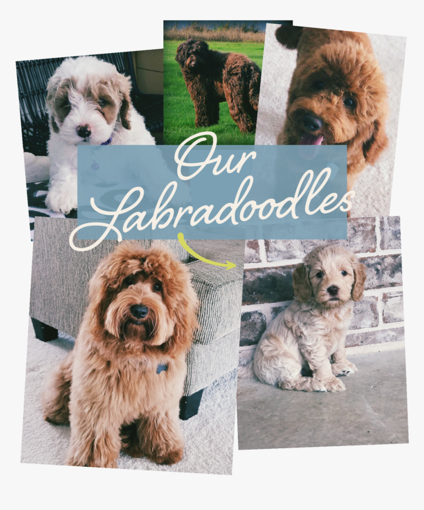 Our Labradoodles, HD Png Download, Free Download