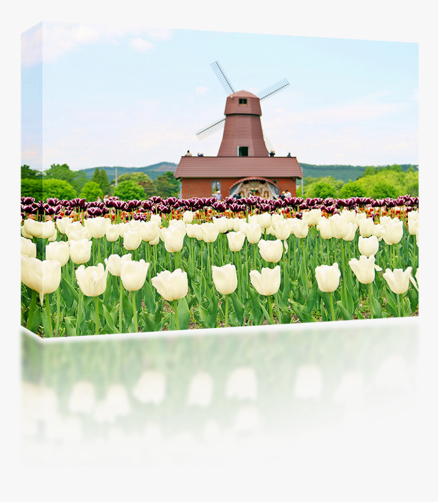 Windmill , Png Download - Windmill, Transparent Png, Free Download