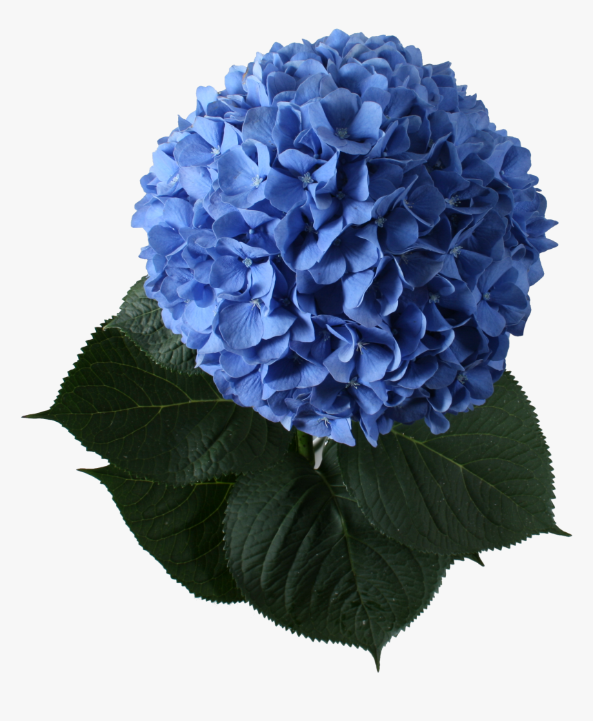 3 Images - Marcos De Hortensias Azules, HD Png Download, Free Download